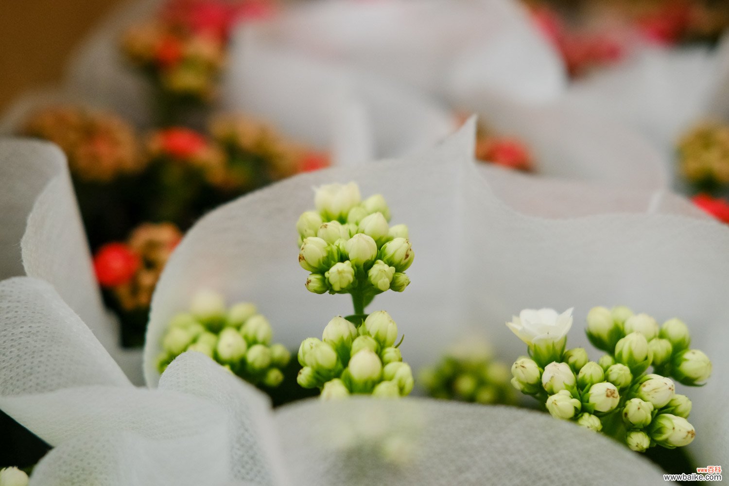 长寿花花茎变软怎么办