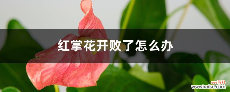 红掌花开败了怎么办