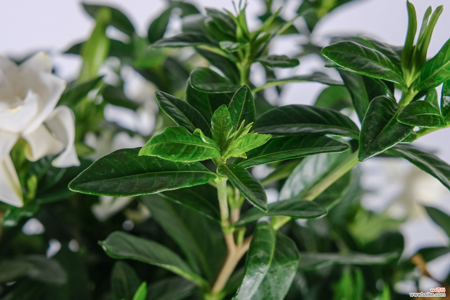 如何让栀子花枝繁叶茂