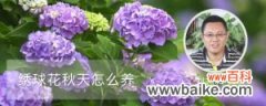 绣球花秋天怎么养