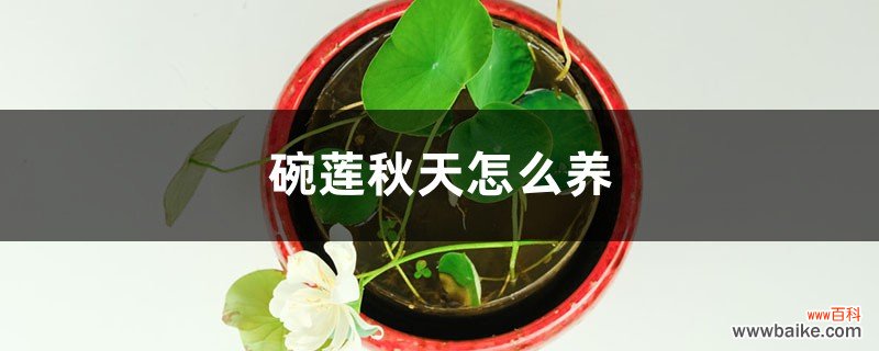 碗莲秋天怎么养