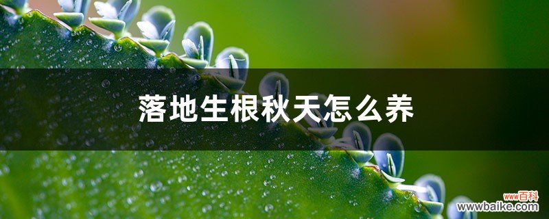 落地生根秋天怎么养