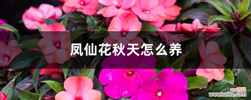 凤仙花秋天怎么养