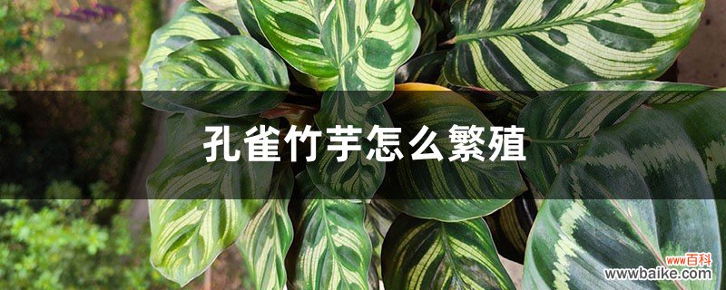 孔雀竹芋怎么繁殖