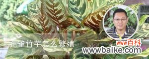 孔雀竹芋怎么繁殖