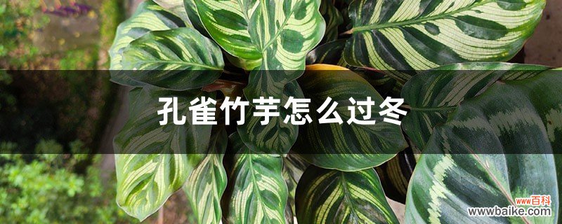 孔雀竹芋怎么过冬