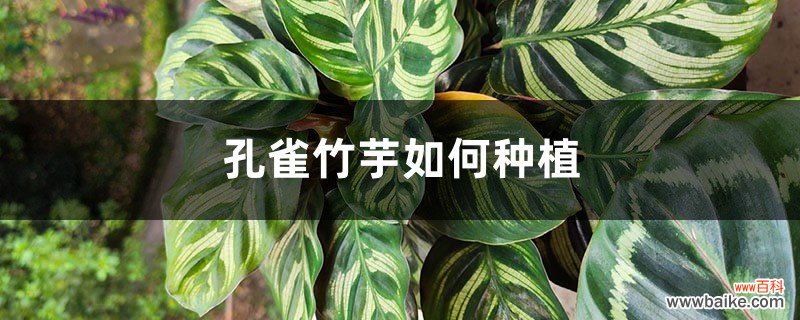 孔雀竹芋如何种植