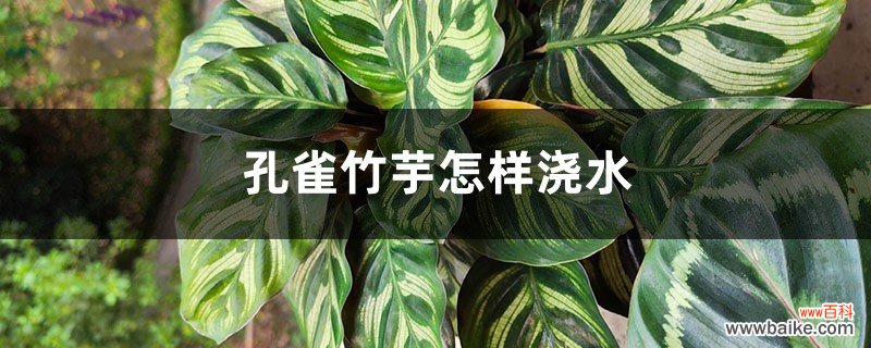 孔雀竹芋怎样浇水