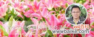 百合花什么时候种最合适