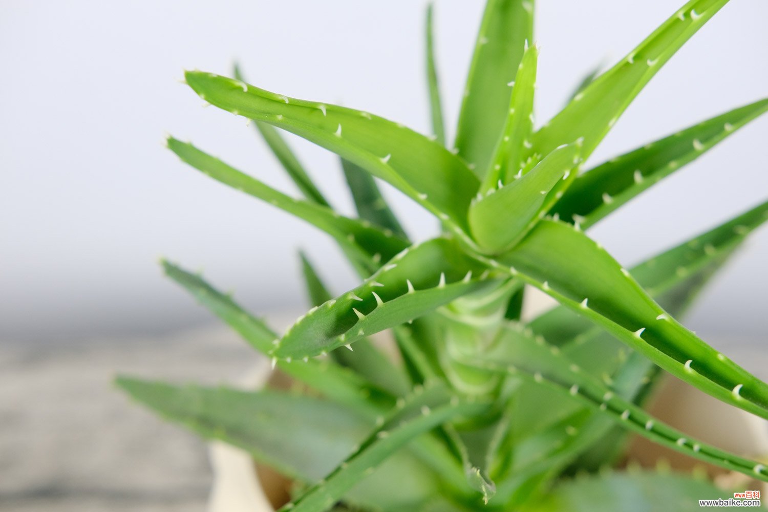 怎样种植芦荟