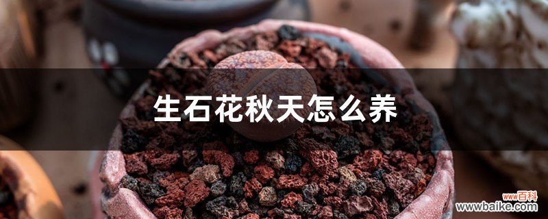 生石花秋天怎么养