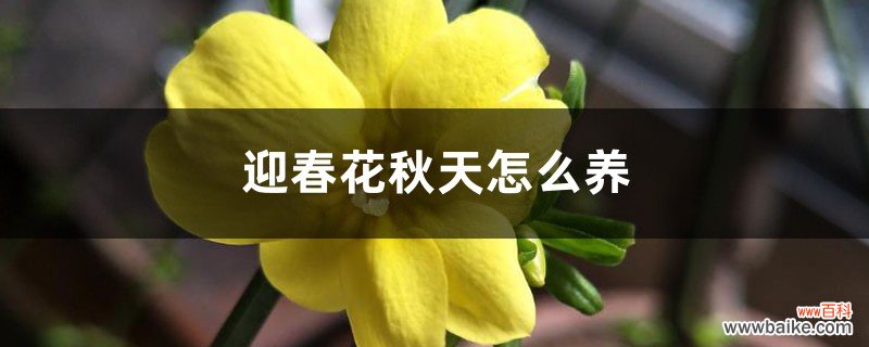 迎春花秋天怎么养