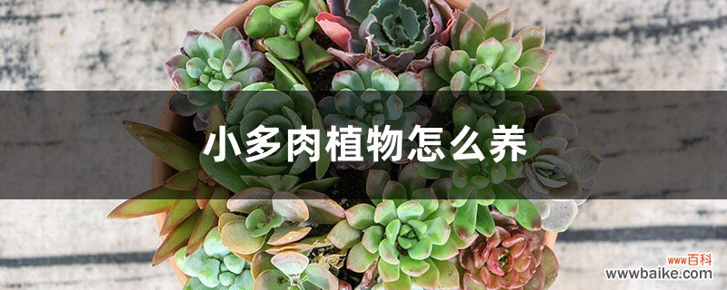 小多肉植物怎么养