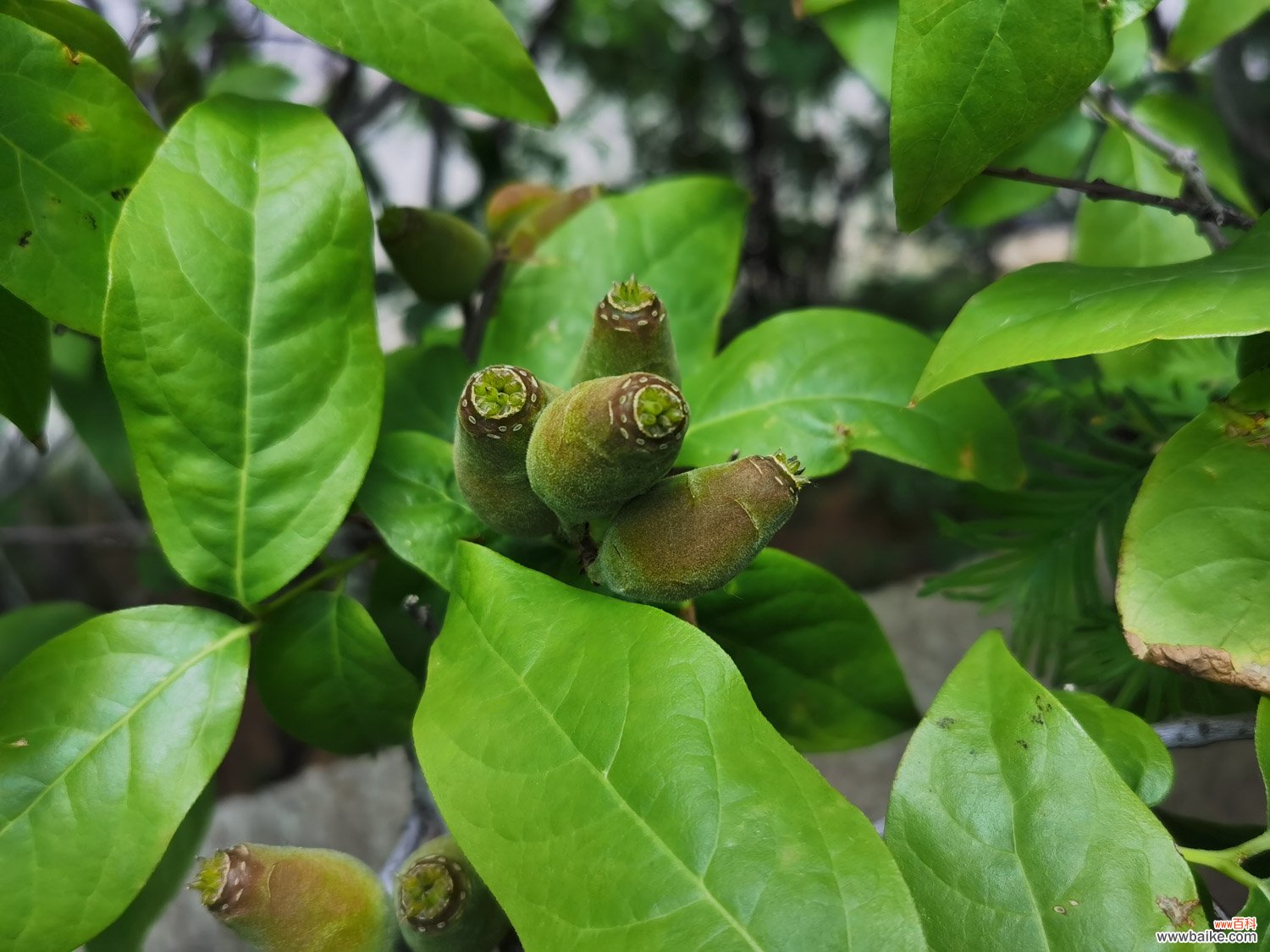 腊梅种子种植方法