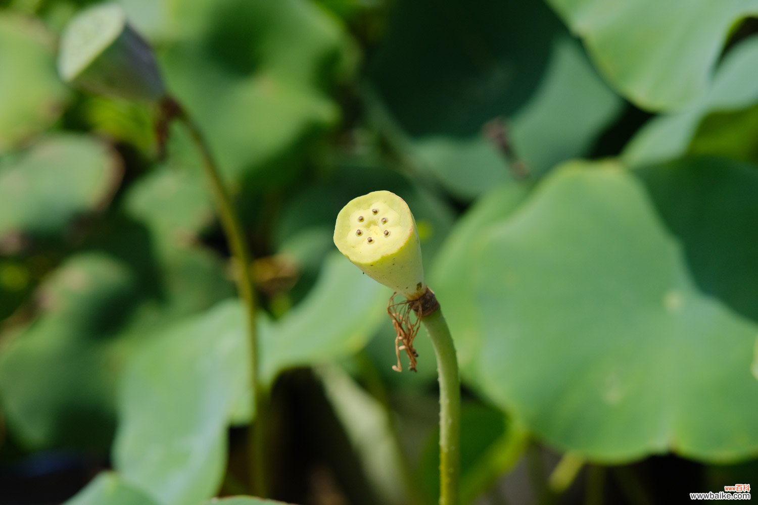 莲子发芽了怎么种植