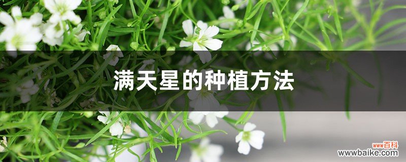 满天星的种植方法