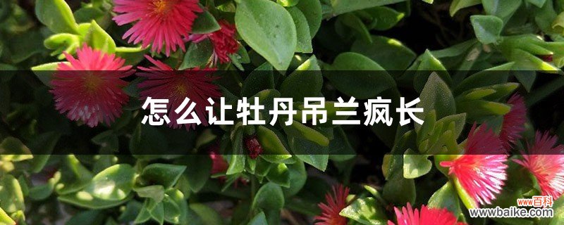 怎么让牡丹吊兰疯长