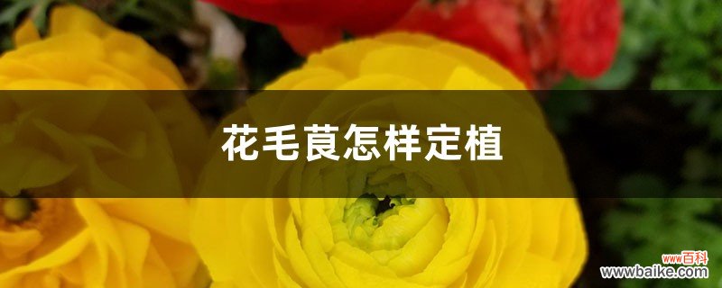 花毛茛怎样定植