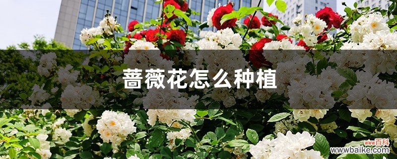 蔷薇花怎么种植