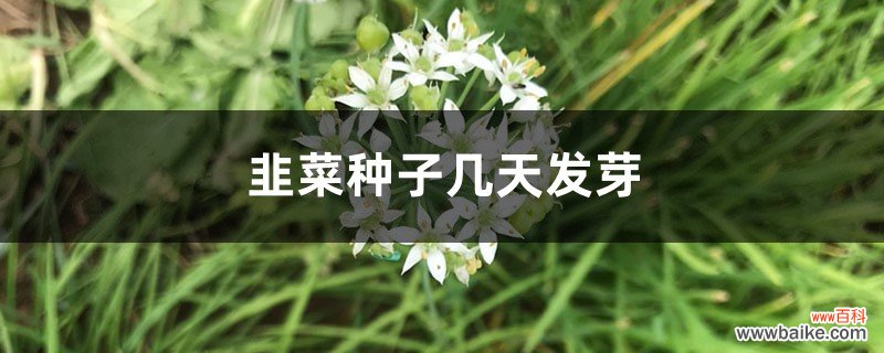 韭菜种子几天发芽