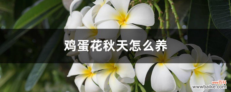 鸡蛋花秋天怎么养