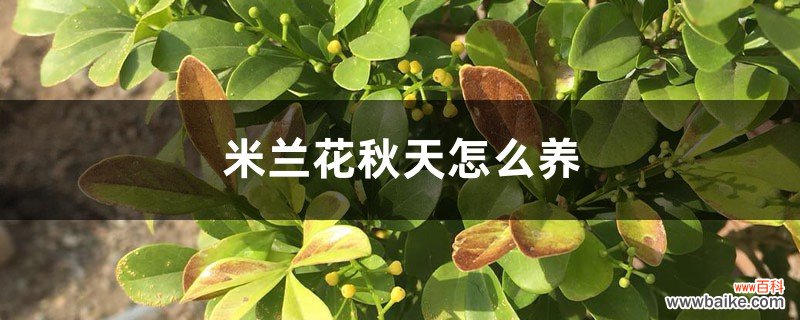 米兰花秋天怎么养