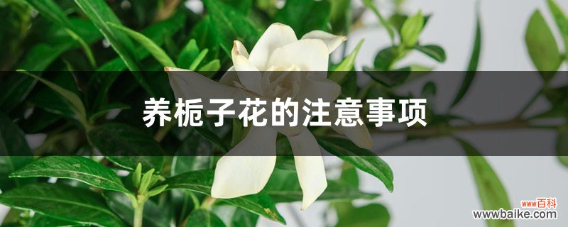 十月“栀子花”这么养，喷点“它”，叶子油绿花开一茬