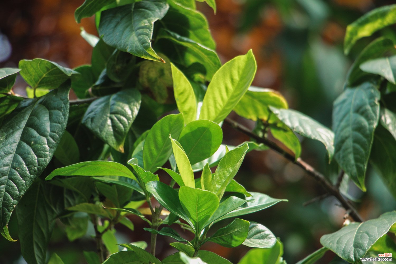 十月“栀子花”这么养，喷点“它”，叶子油绿花开一茬