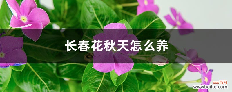 长春花秋天怎么养