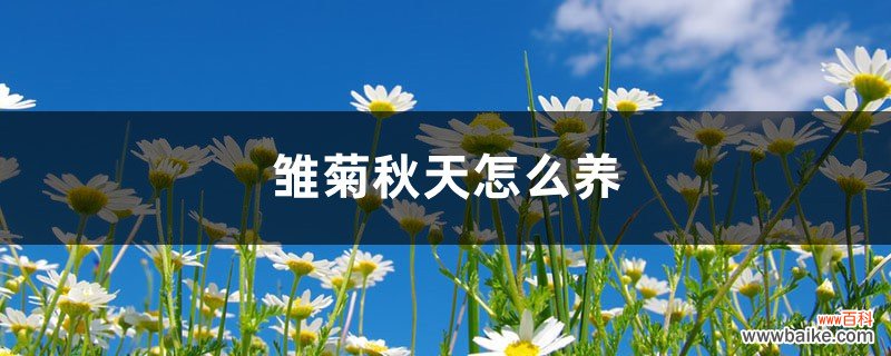 雏菊秋天怎么养