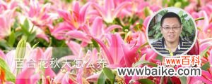 百合花秋天怎么养