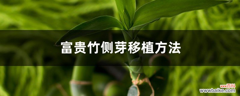 富贵竹侧芽移植方法