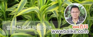 富贵竹侧芽移植方法