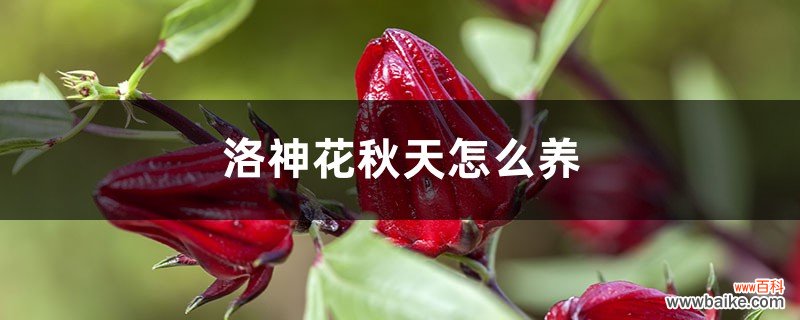 洛神花秋天怎么养