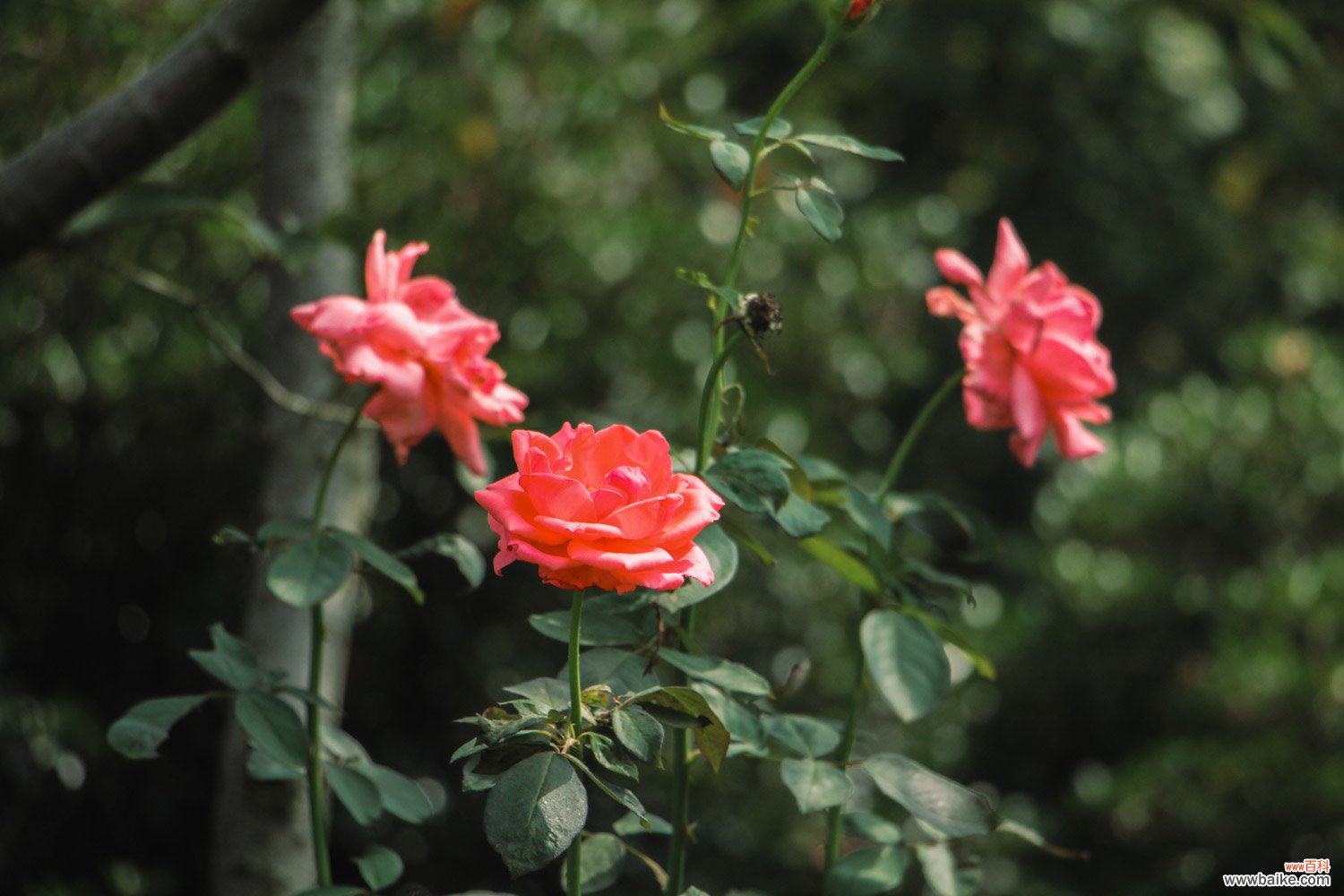 月季花秋天怎么养