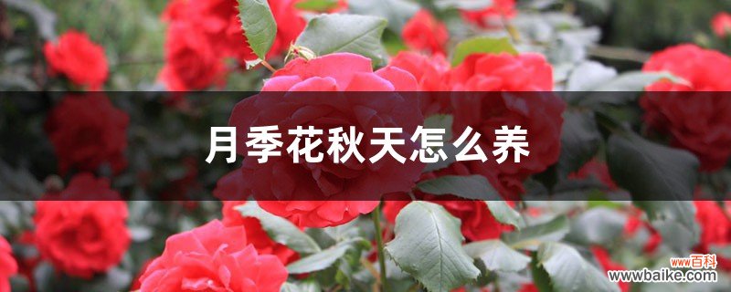 月季花秋天怎么养