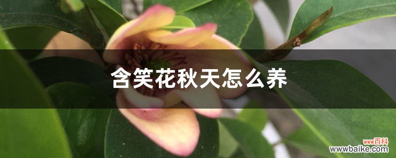 含笑花秋天怎么养