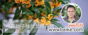 桂花叶子掉光怎样补救