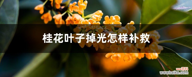 桂花叶子掉光怎样补救