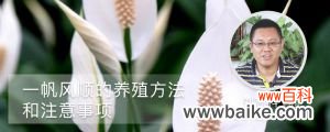 一帆风顺的养殖方法和注意事项