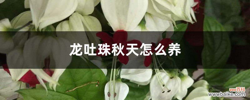 龙吐珠秋天怎么养