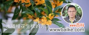 水插桂花生根的方法