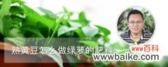 熟黄豆怎么做绿萝的肥料，一盆埋几个最好？