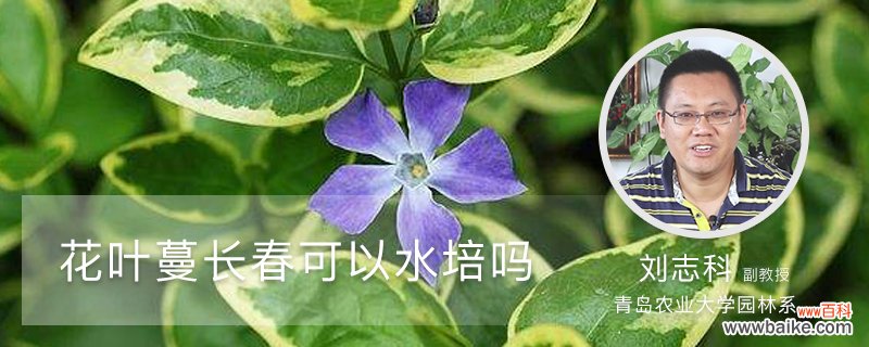 花叶蔓长春可以水培吗