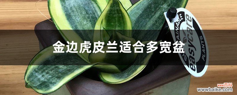 金边虎皮兰适合多宽盆