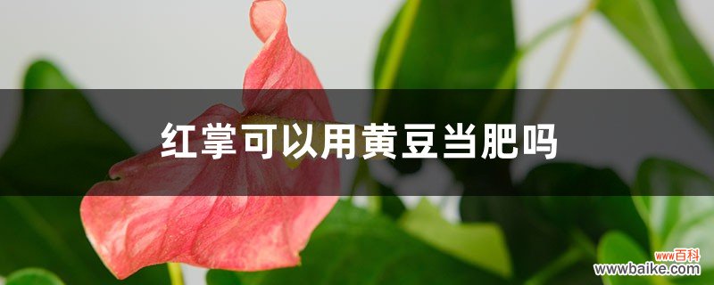 红掌可以用黄豆当肥吗