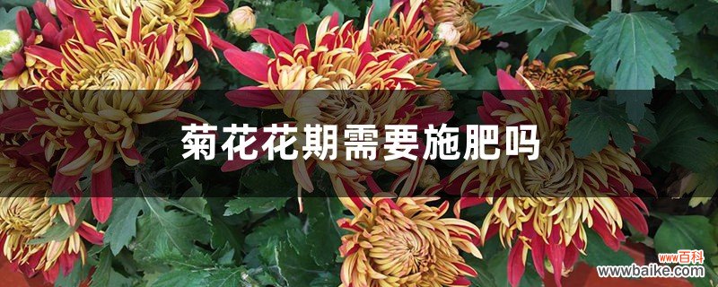 菊花花期需要施肥吗