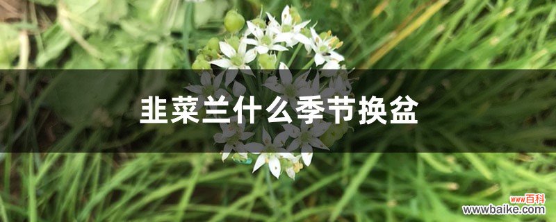 韭菜兰什么季节换盆