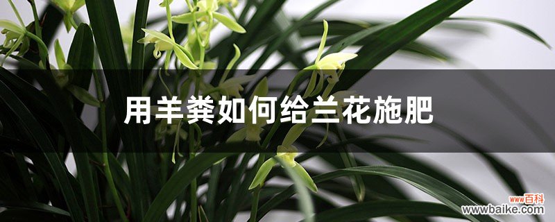 用羊粪如何给兰花施肥