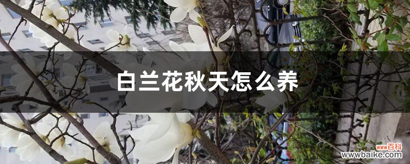 白兰花秋天怎么养